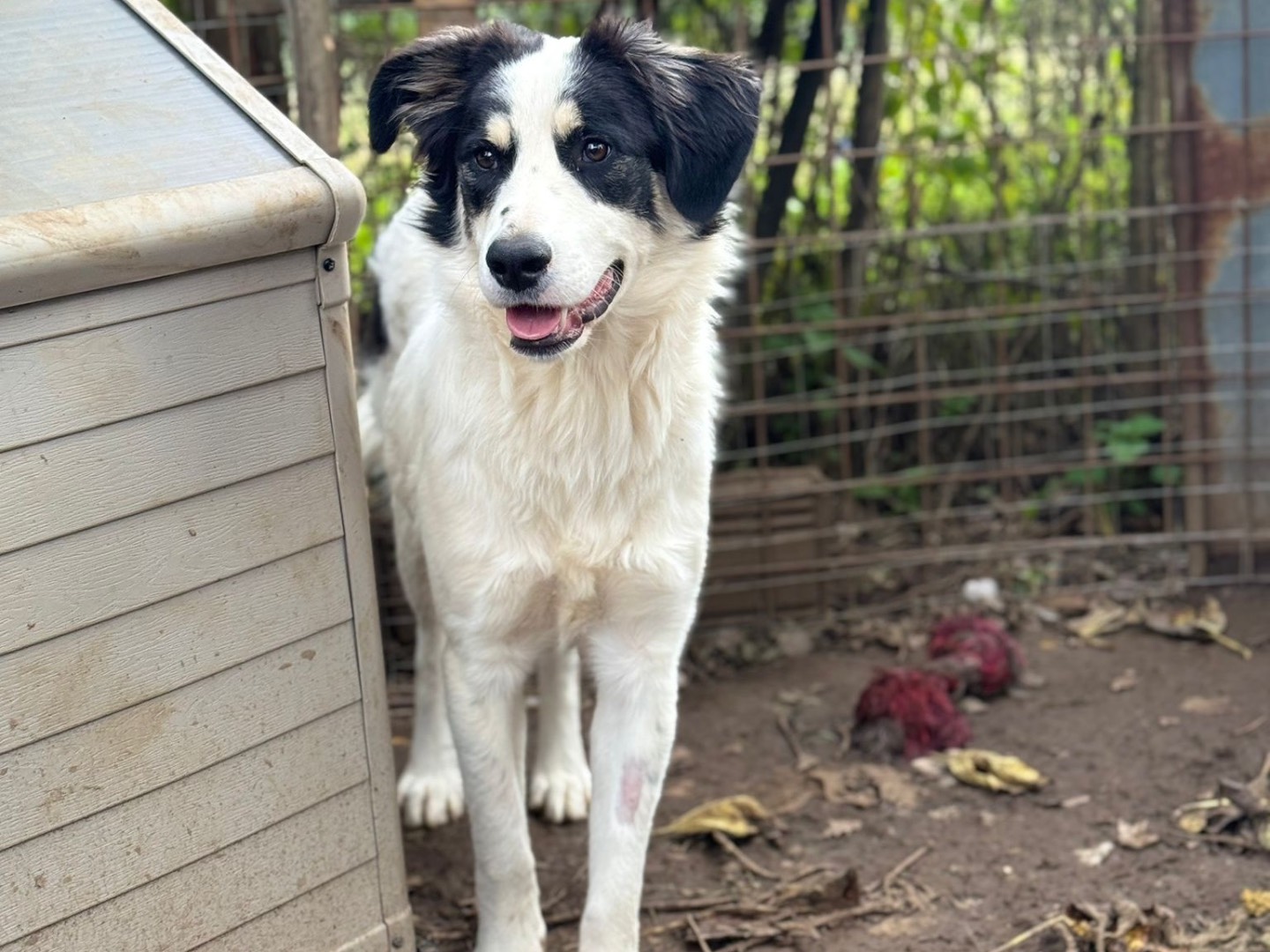 Adotta il cane Pepper a Catanzaro