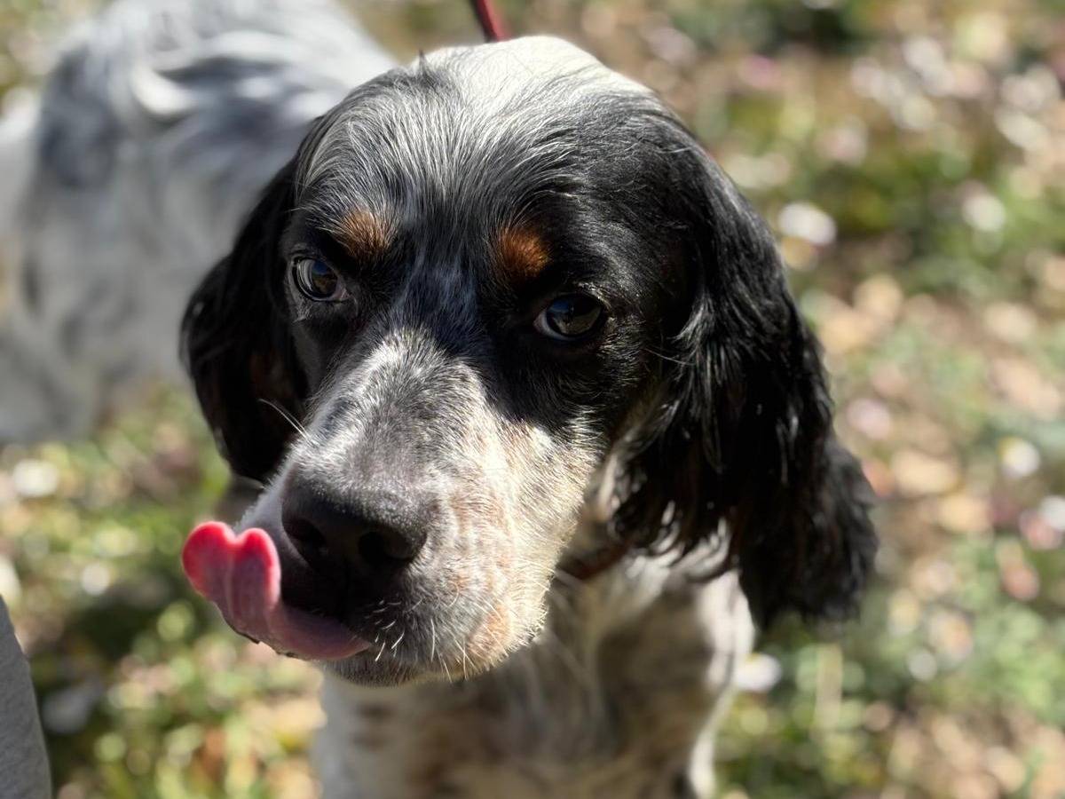 Vuoi adottare un cane a Pisa?