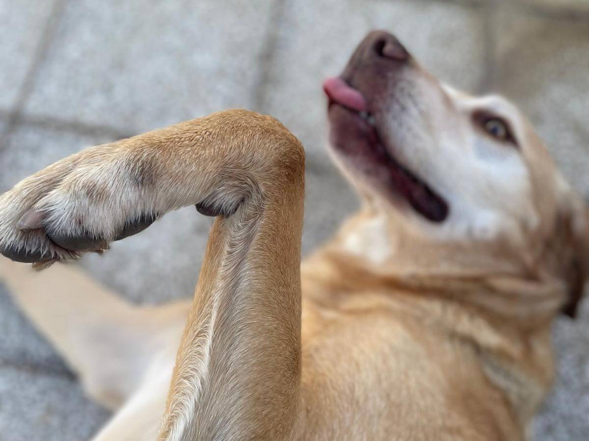 Adotta il cane KLAUS a Caserta