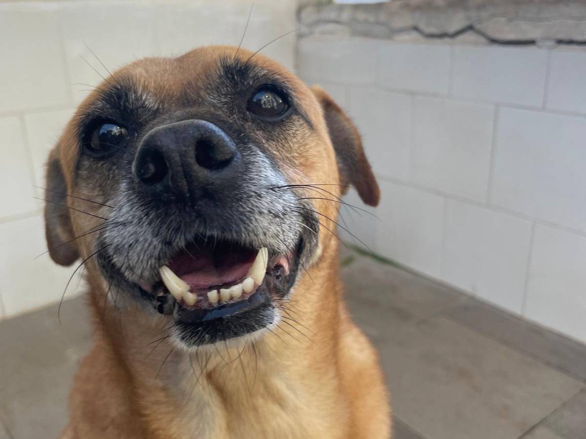 Adozione cane, maschio, Beagle  Razza sconosciuta, 7 anni e 3 mesi, taglia media contenuta, Caserta