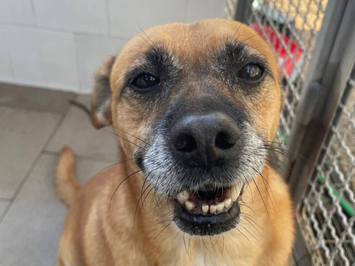 Adotta il cane DIEGO a Caserta