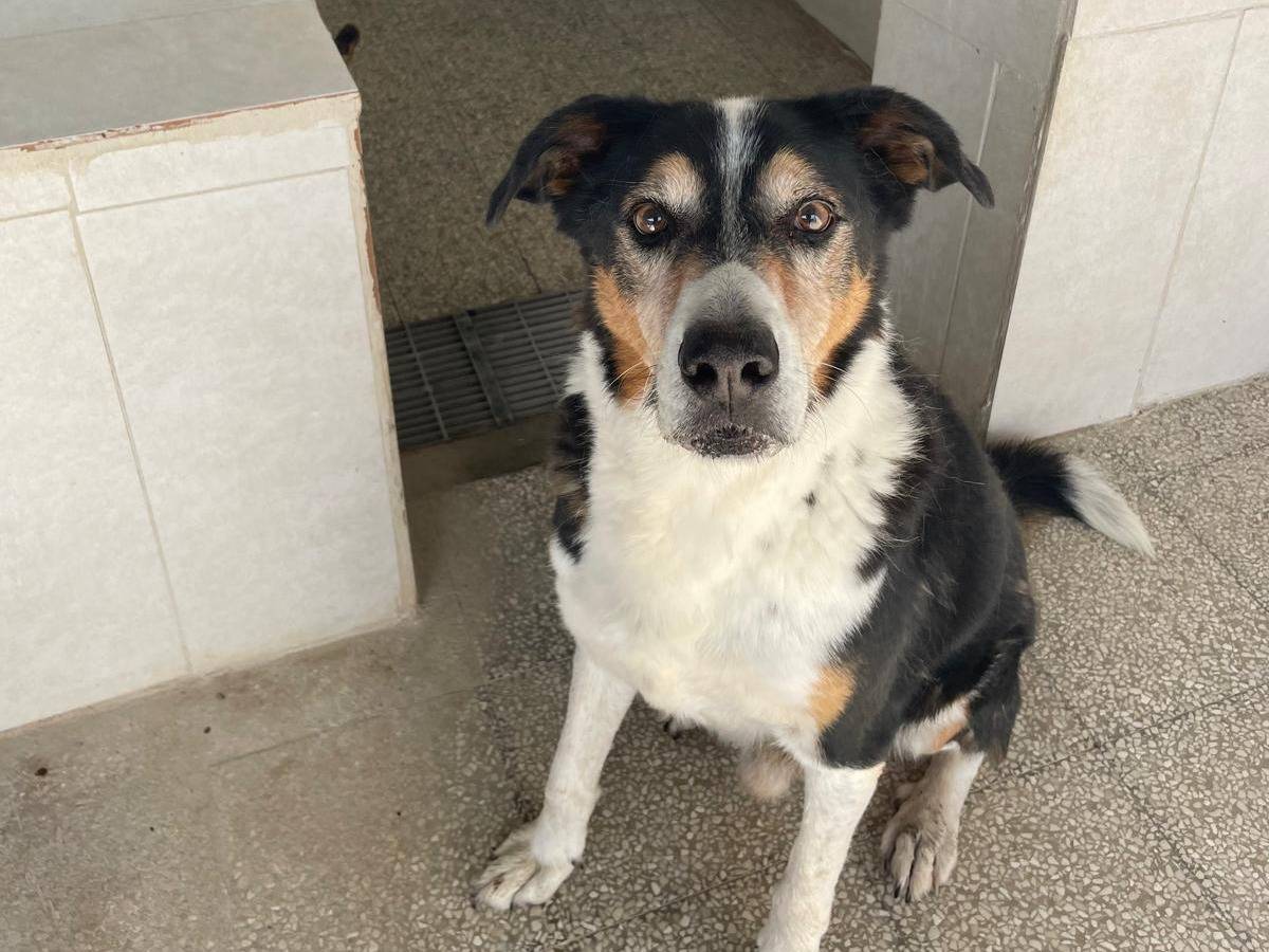 Adotta il cane RICKY a Caserta