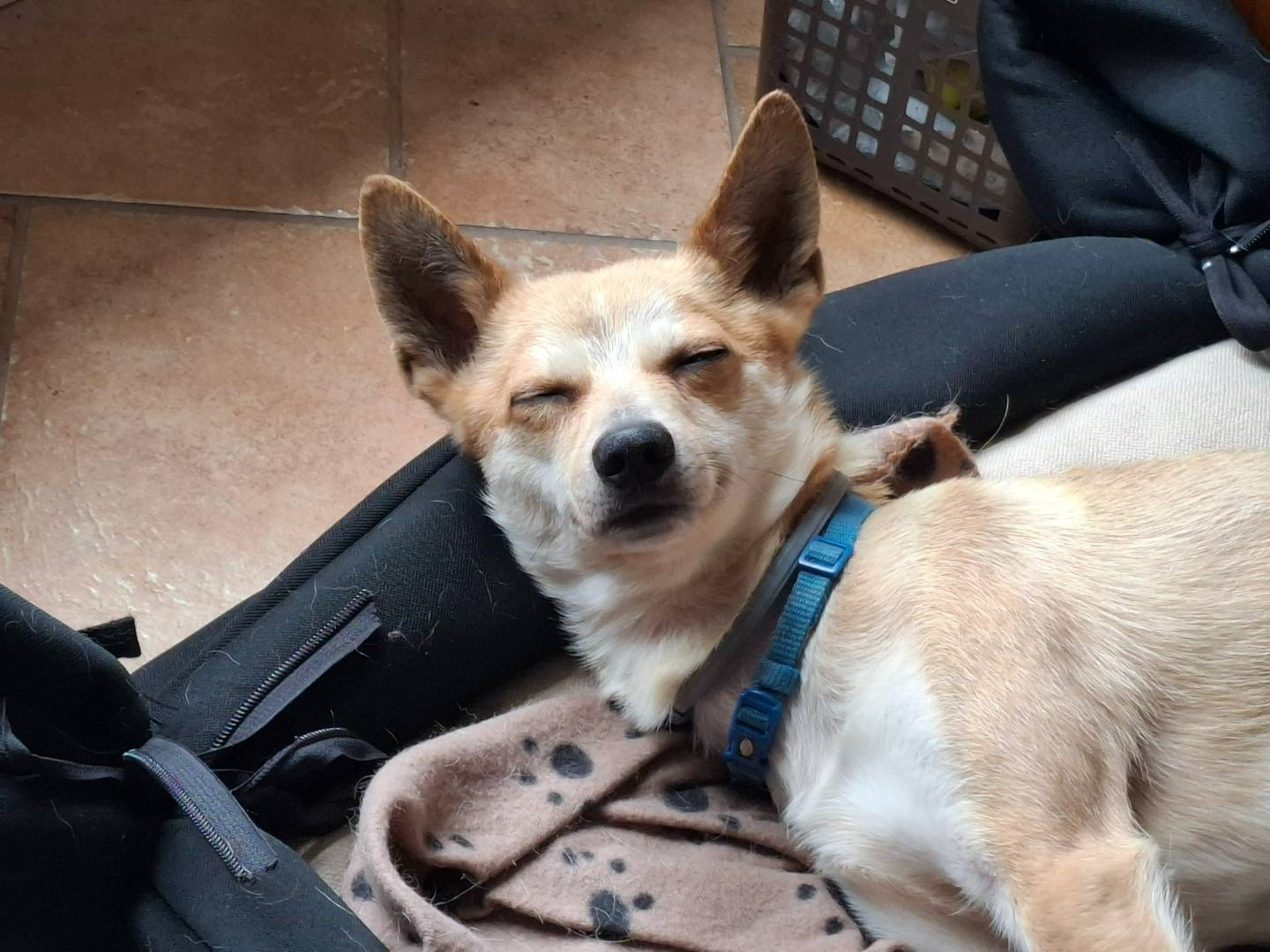 Adotta un cane, taglia piccola, maschio, Torino