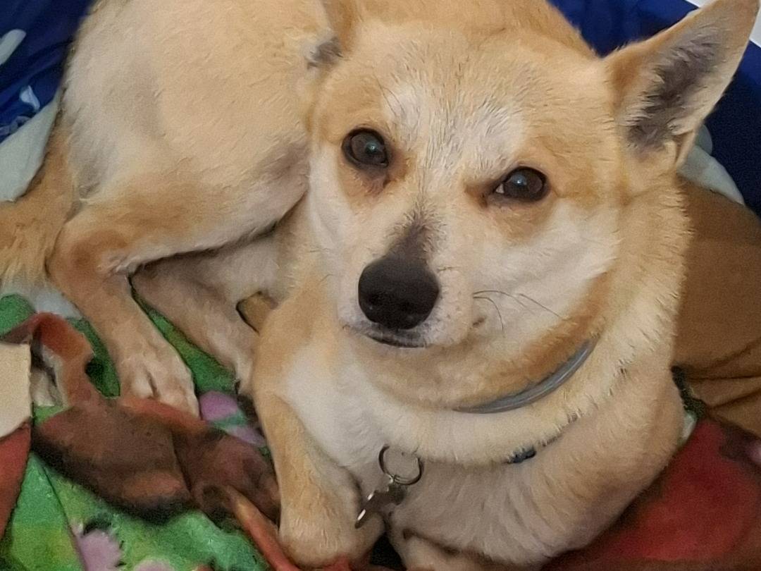 Adotta il cane Milo a Torino