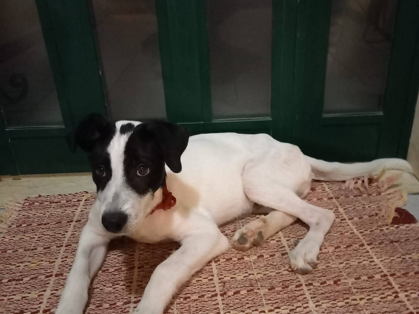 Adozione cane, maschio, Razza sconosciuta Razza sconosciuta, 3 mesi, taglia media, Trapani