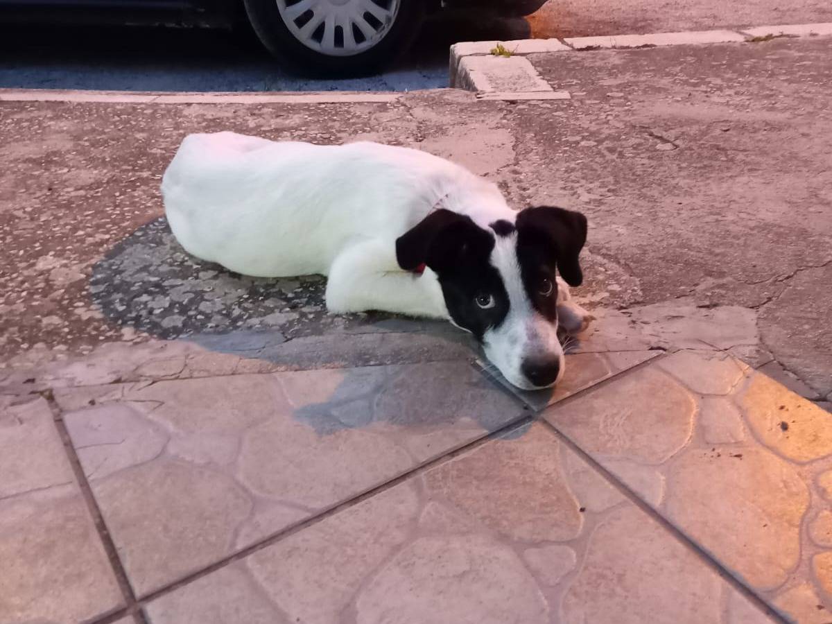 Adotta un cane, maschio, 3 mesi, Trapani