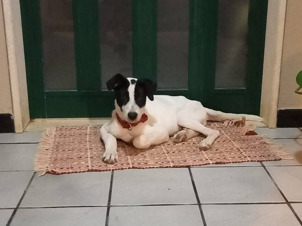 Adotta un cane, taglia media, maschio, Trapani