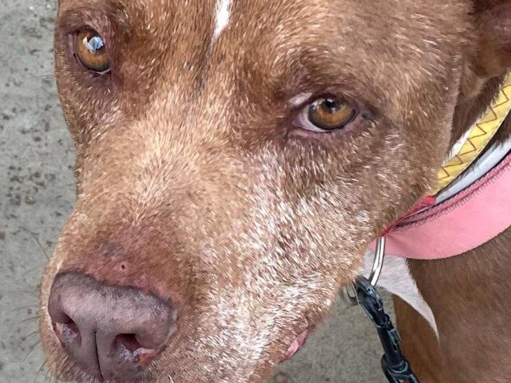 Adozione cane, maschio, Pitbull Razza sconosciuta, 6 anni e 8 mesi, taglia media, Caserta