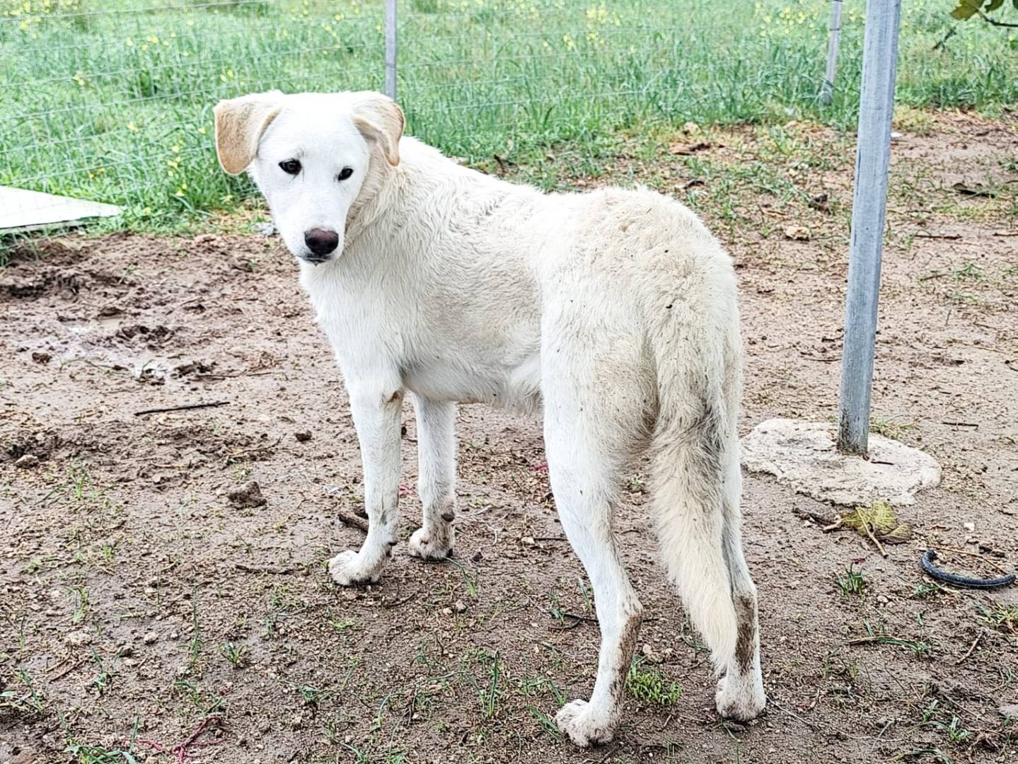 Adotta il cane Miele a Barletta