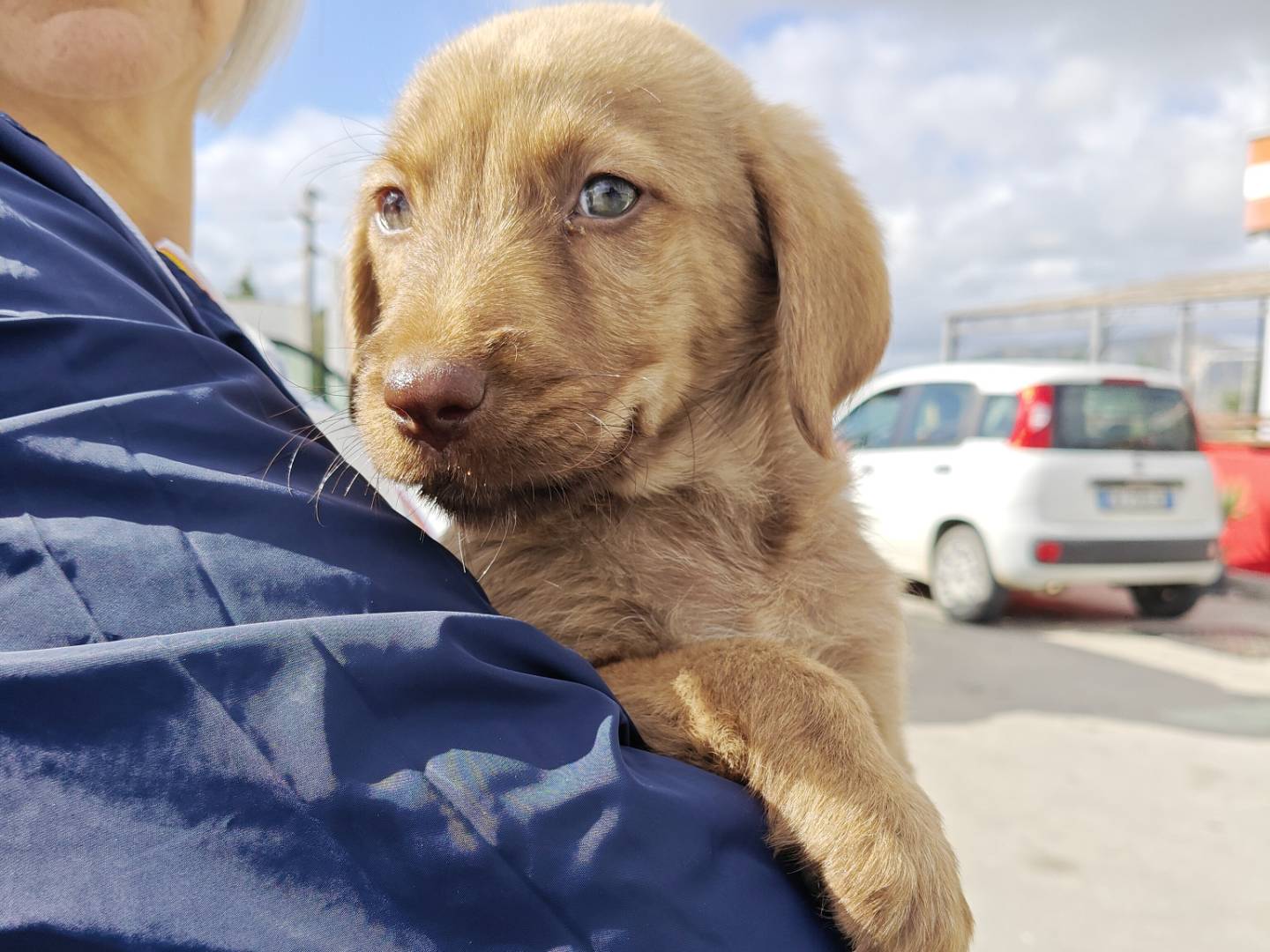 Vuoi adottare un cane a Trapani?