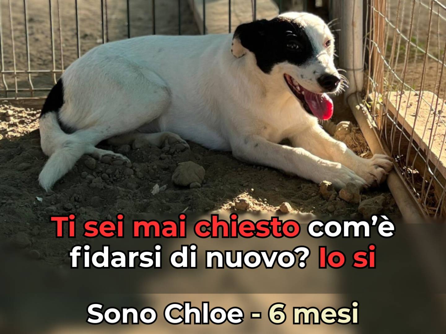 Adozione cane, femmina, Razza sconosciuta Razza sconosciuta, 6 mesi, taglia media, Barletta
