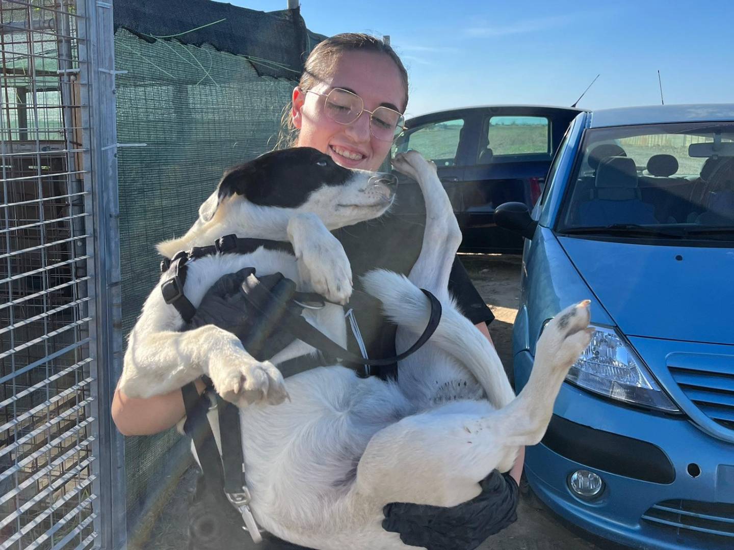 Adotta un cane, femmina, 6 mesi, Barletta