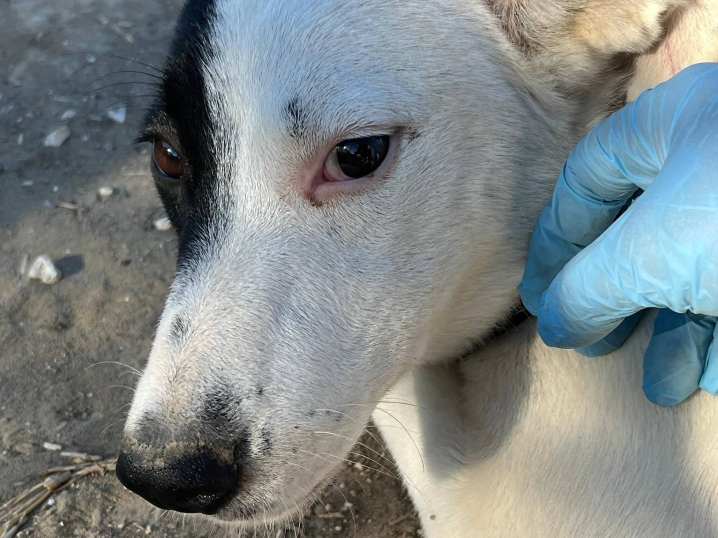 Adotta un cane, taglia media, femmina, Barletta