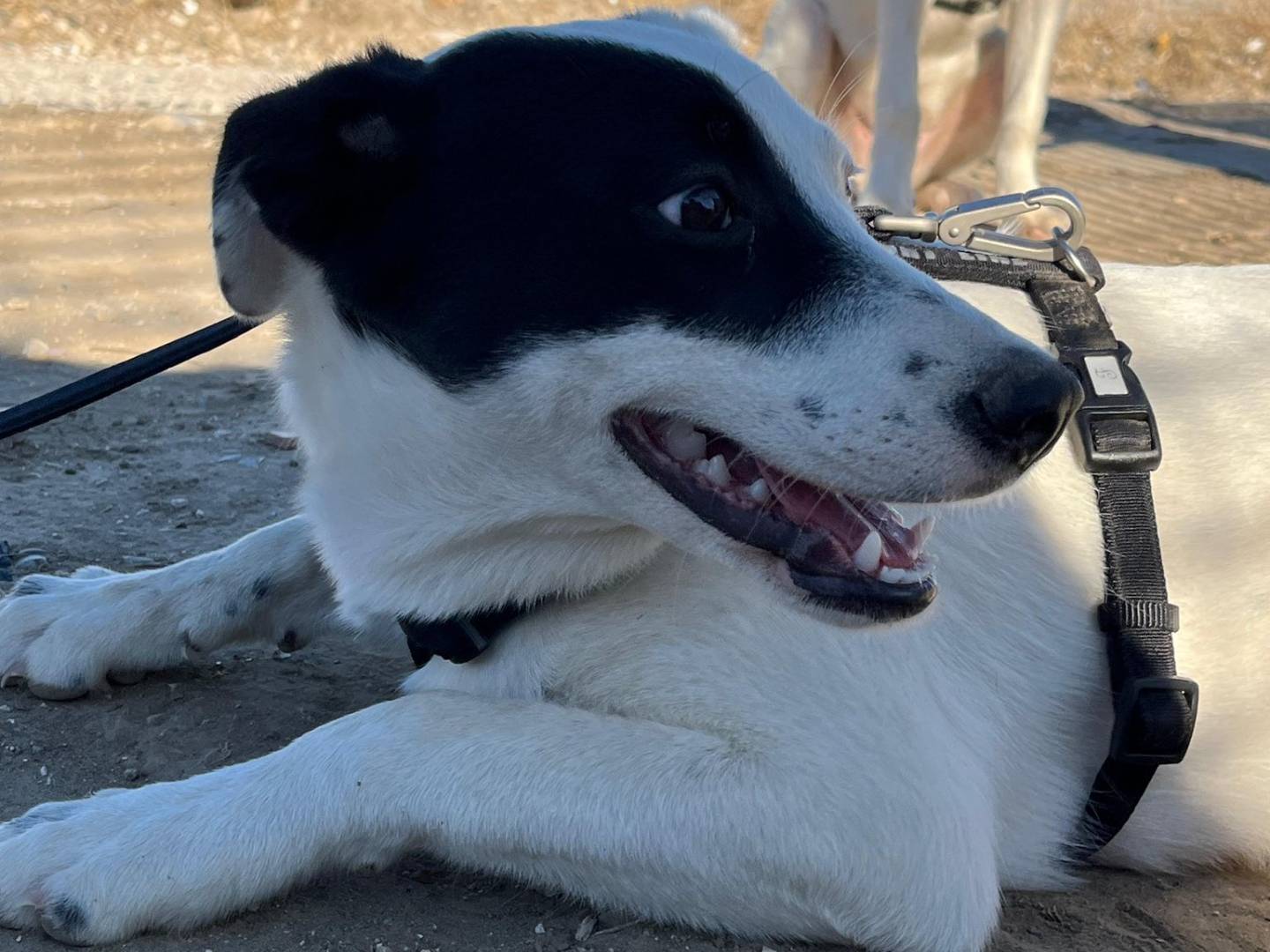 Vuoi adottare un cane a Barletta?