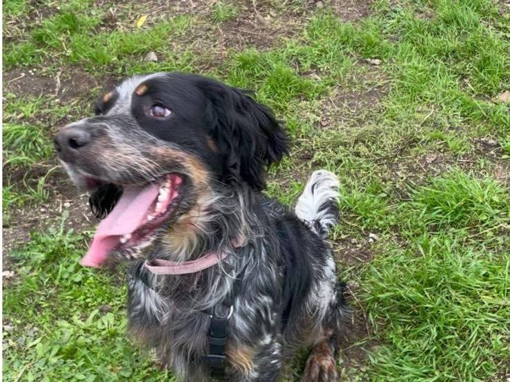 Adotta il cane CLYDE a Caserta