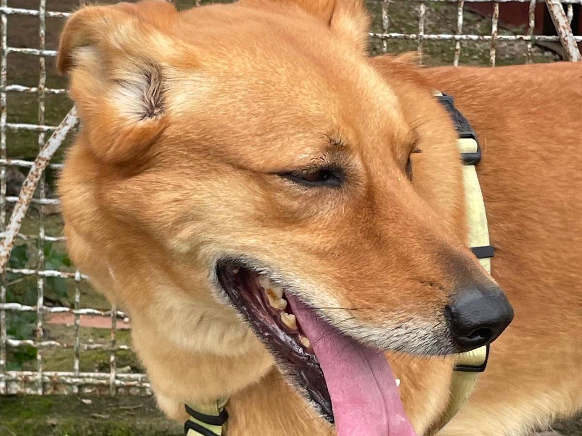 Vuoi adottare un cane a Caserta?