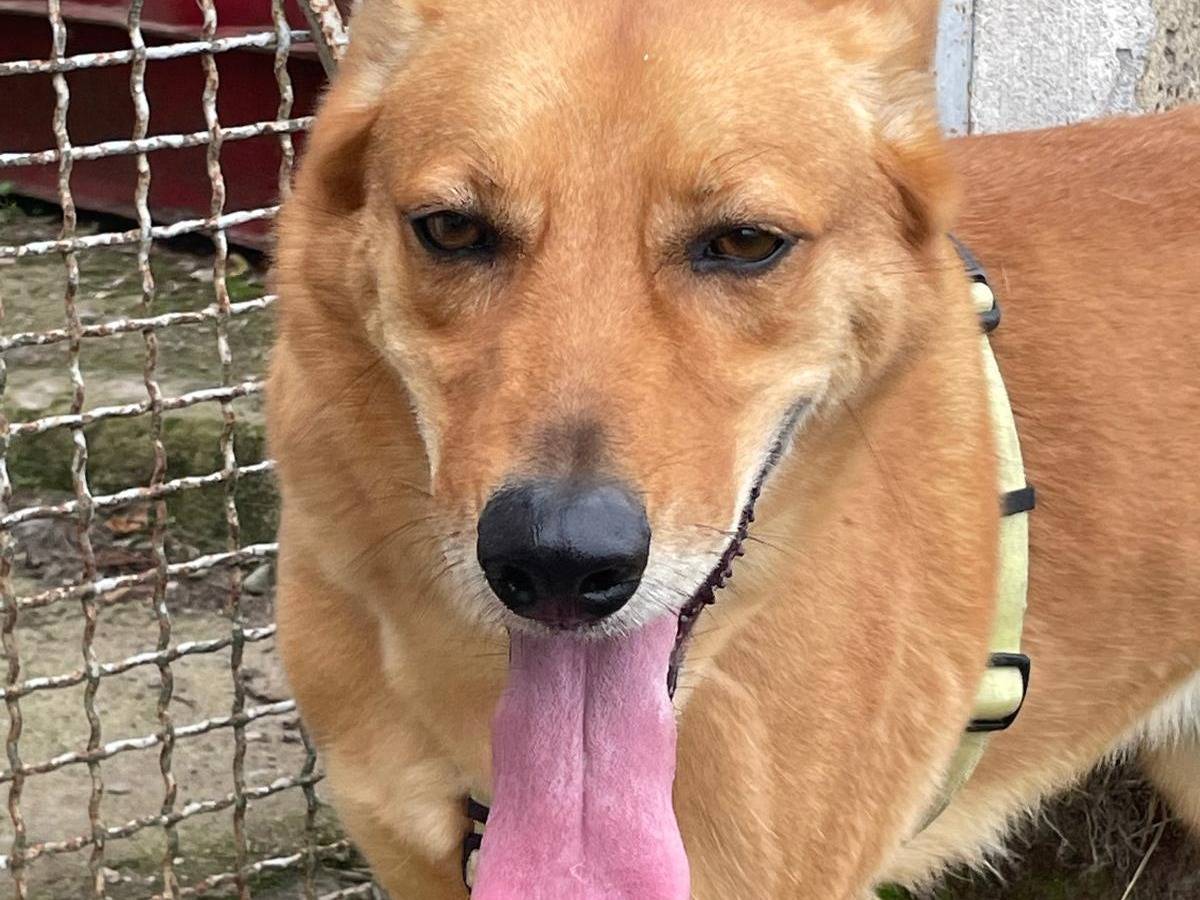 Adotta il cane MIRO  a Caserta