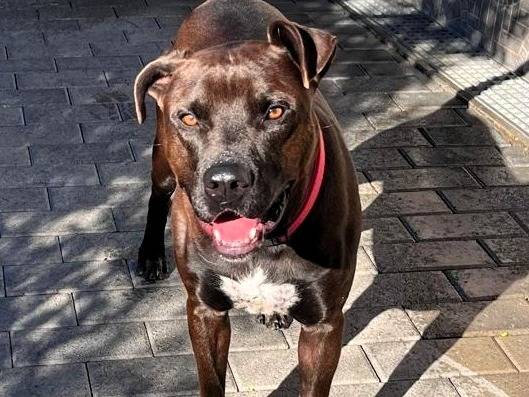 Adozione cane, maschio, Razza sconosciuta Razza sconosciuta, 3 anni e 4 mesi, taglia media, Milano