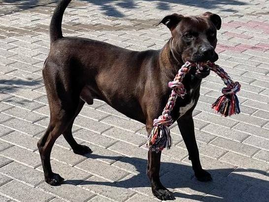 Adotta un cane, taglia media, maschio, Milano