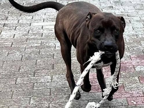Vuoi adottare un cane a Milano?