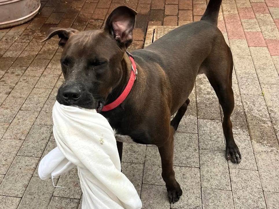 Adotta il cane NIGEL a Milano