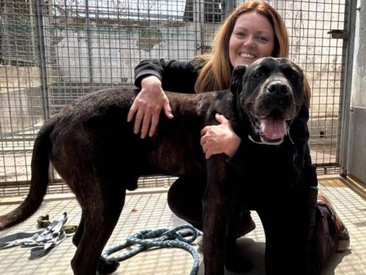 Adotta il cane NIRO  a Caserta