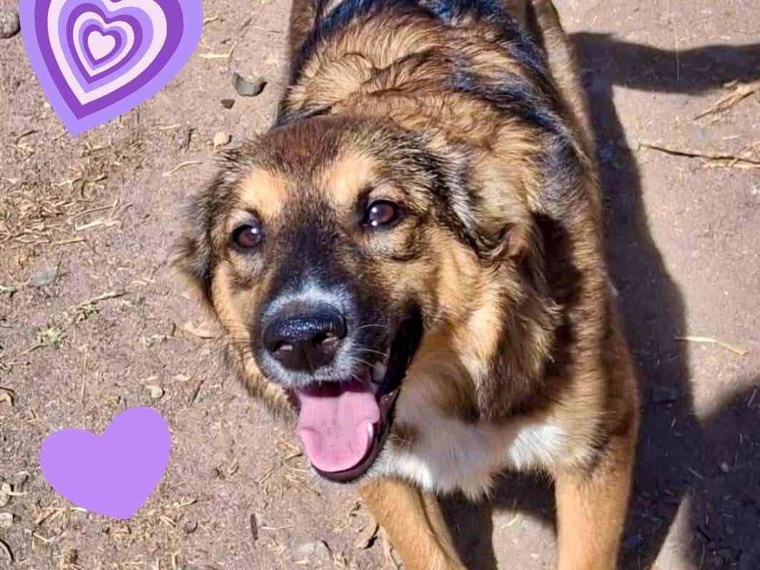 Adozione cane, femmina, Razza sconosciuta Razza sconosciuta, 7 mesi, taglia media, Crotone