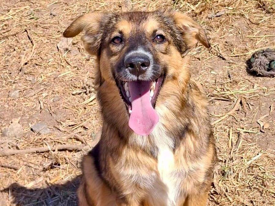 Adotta un cane, femmina, 7 mesi, Crotone