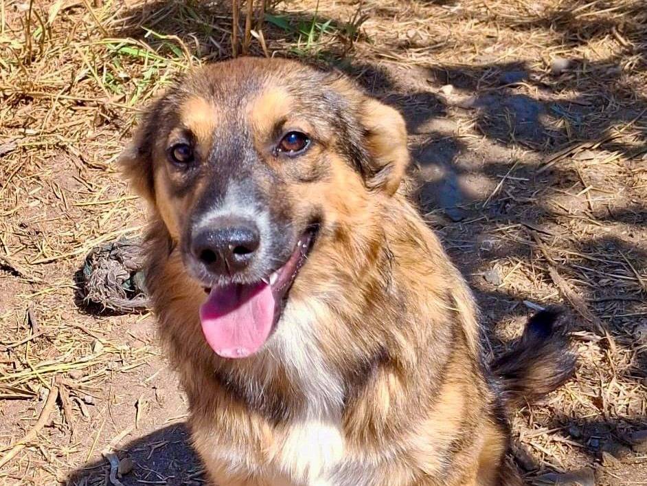 Adotta un cane, taglia media, femmina, Crotone