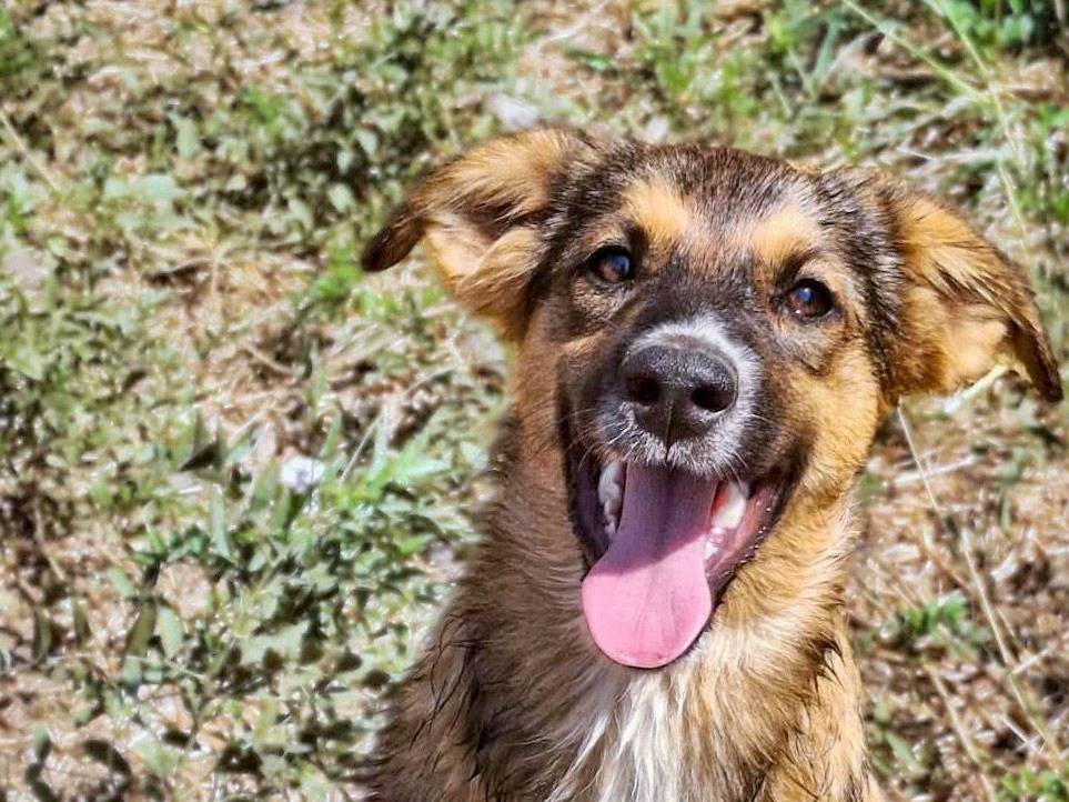 Vuoi adottare un cane a Crotone?