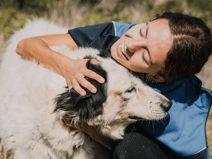 Adotta un cane, taglia grande, maschio, Caserta