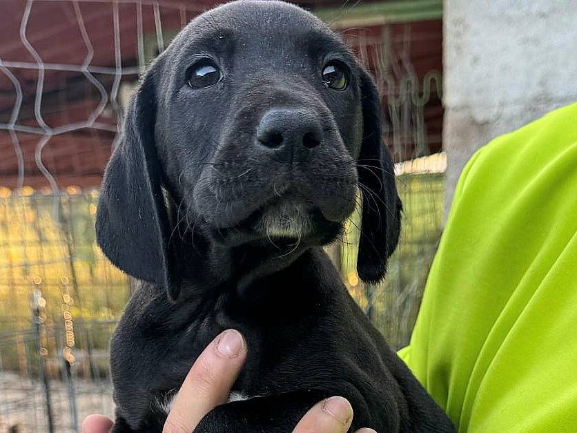 Adozione cane, femmina, Razza sconosciuta Razza sconosciuta, 2 mesi, taglia media, Teramo