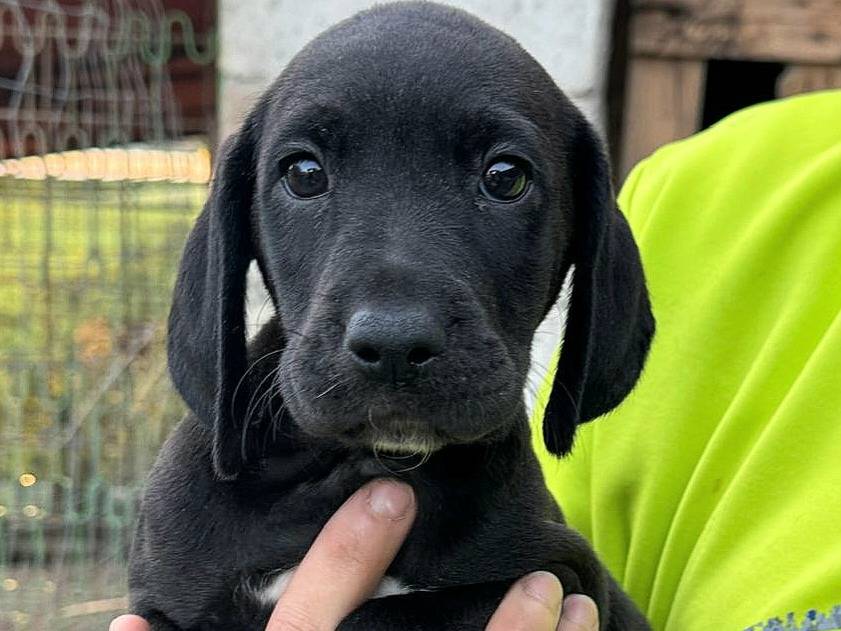 Adotta un cane, femmina, 2 mesi, Teramo