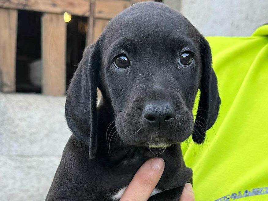 Vuoi adottare un cane a Teramo?