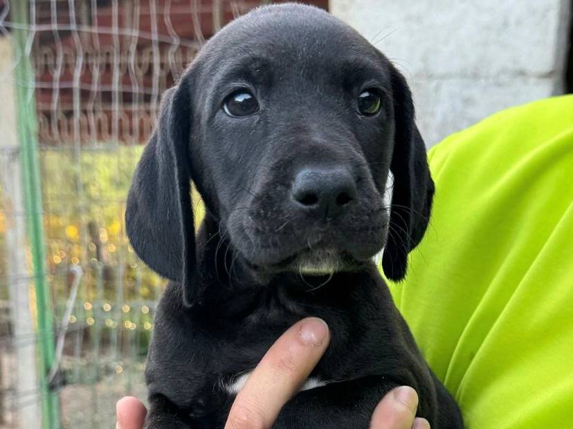 Adotta il cane Lyra a Teramo