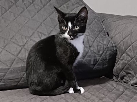 Adozione gatto, maschio, Razza sconosciuta Razza sconosciuta, 4 mesi, taglia non valida, Torino