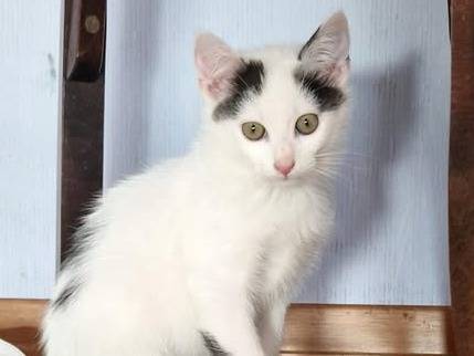 Adozione gatto, maschio, Razza sconosciuta Razza sconosciuta, 3 mesi, taglia non valida, Torino