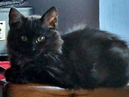 Adozione gatto, femmina, Razza sconosciuta Razza sconosciuta, 3 mesi, taglia non valida, Torino