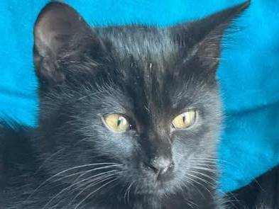 Adozione gatto, femmina, Razza sconosciuta Razza sconosciuta, 3 mesi, taglia non valida, Torino