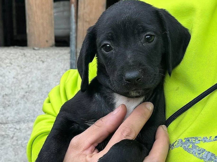 Vuoi adottare un cane a Teramo?