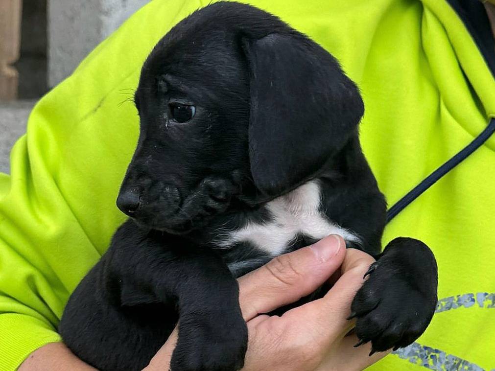 Adotta il cane Astra a Teramo