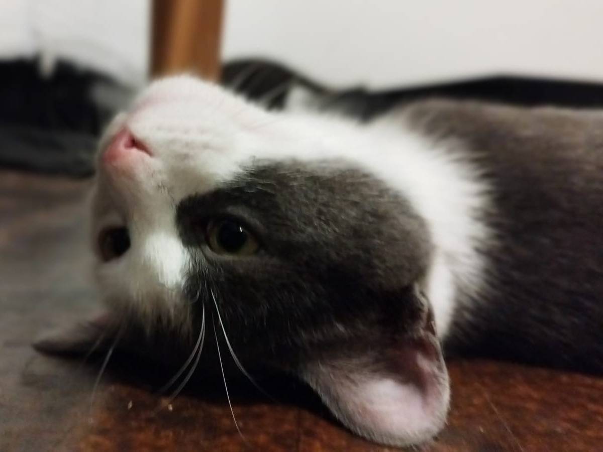 Adozione gatto, maschio, Razza sconosciuta Razza sconosciuta, 5 mesi, taglia non valida, Vicenza