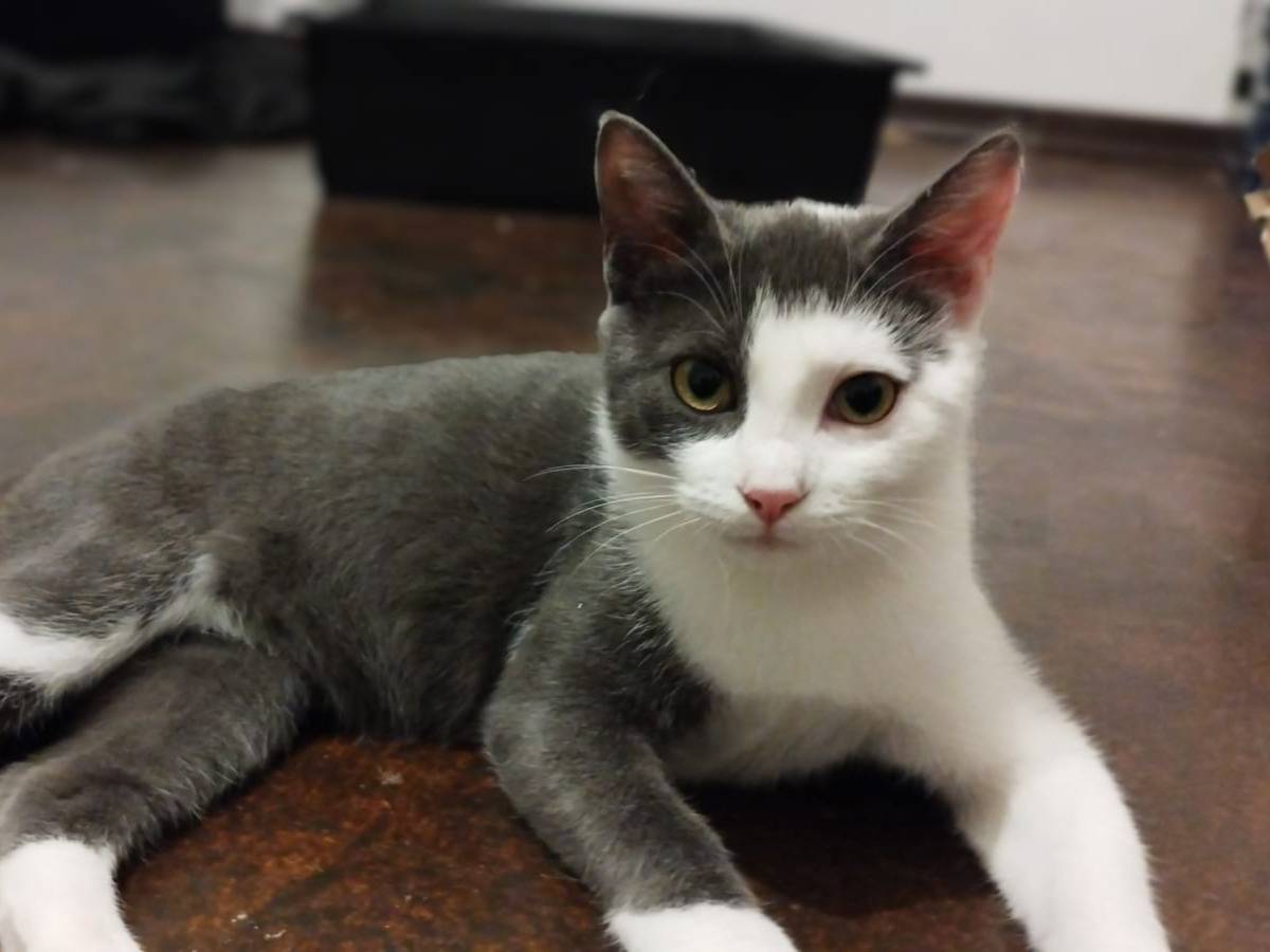 Adotta un gatto, maschio, 5 mesi, Vicenza