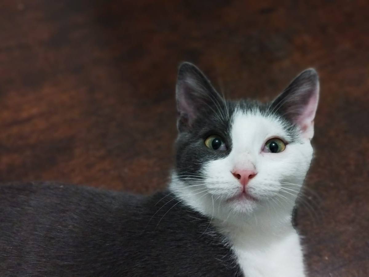 Adotta un gatto, taglia non valida, maschio, Vicenza