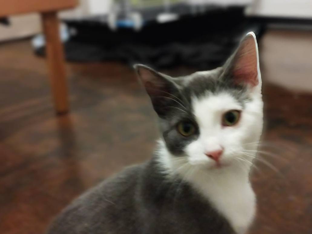 Vuoi adottare un gatto a Vicenza?