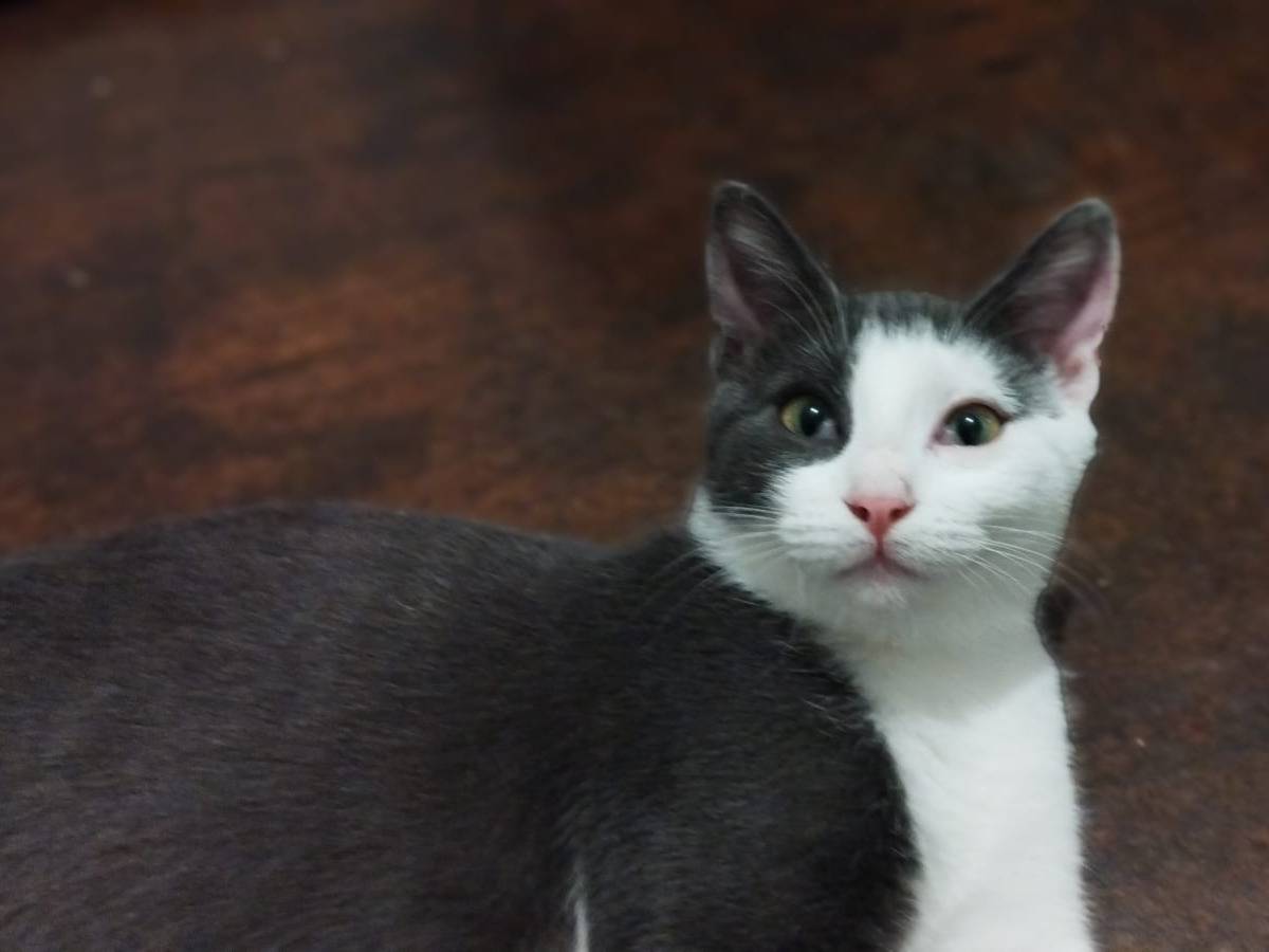 Adotta il gatto GianGiorgio  a Vicenza