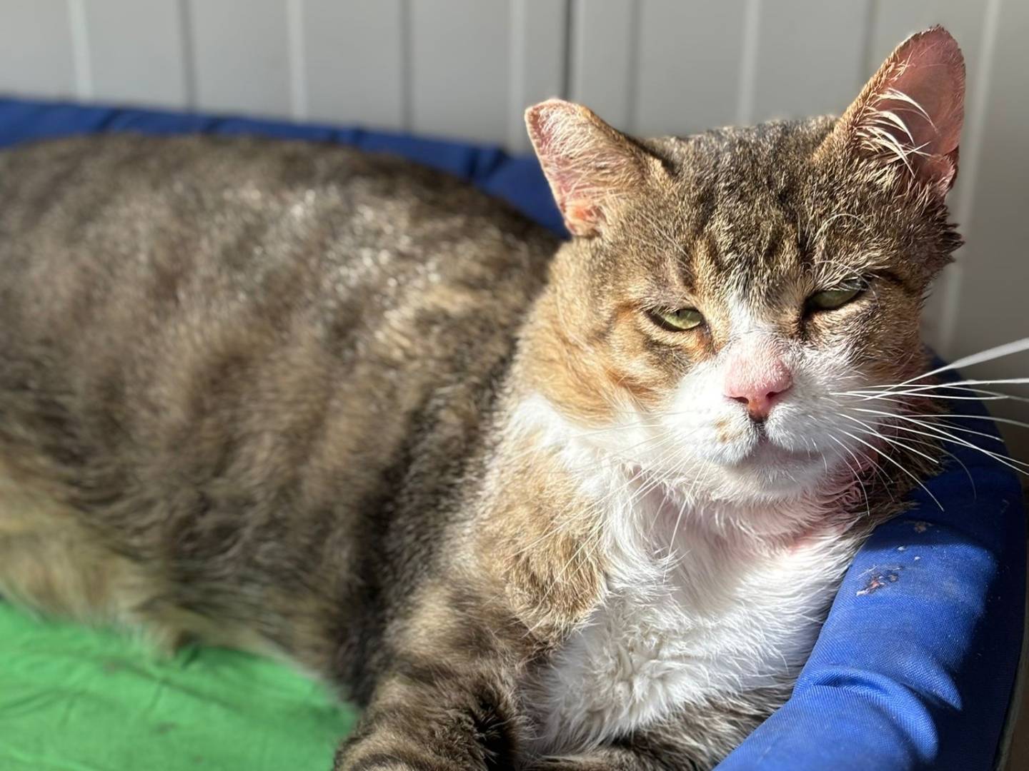 Adozione gatto, maschio, Razza sconosciuta Razza sconosciuta, 5 anni e 9 mesi, taglia non valida, Pisa