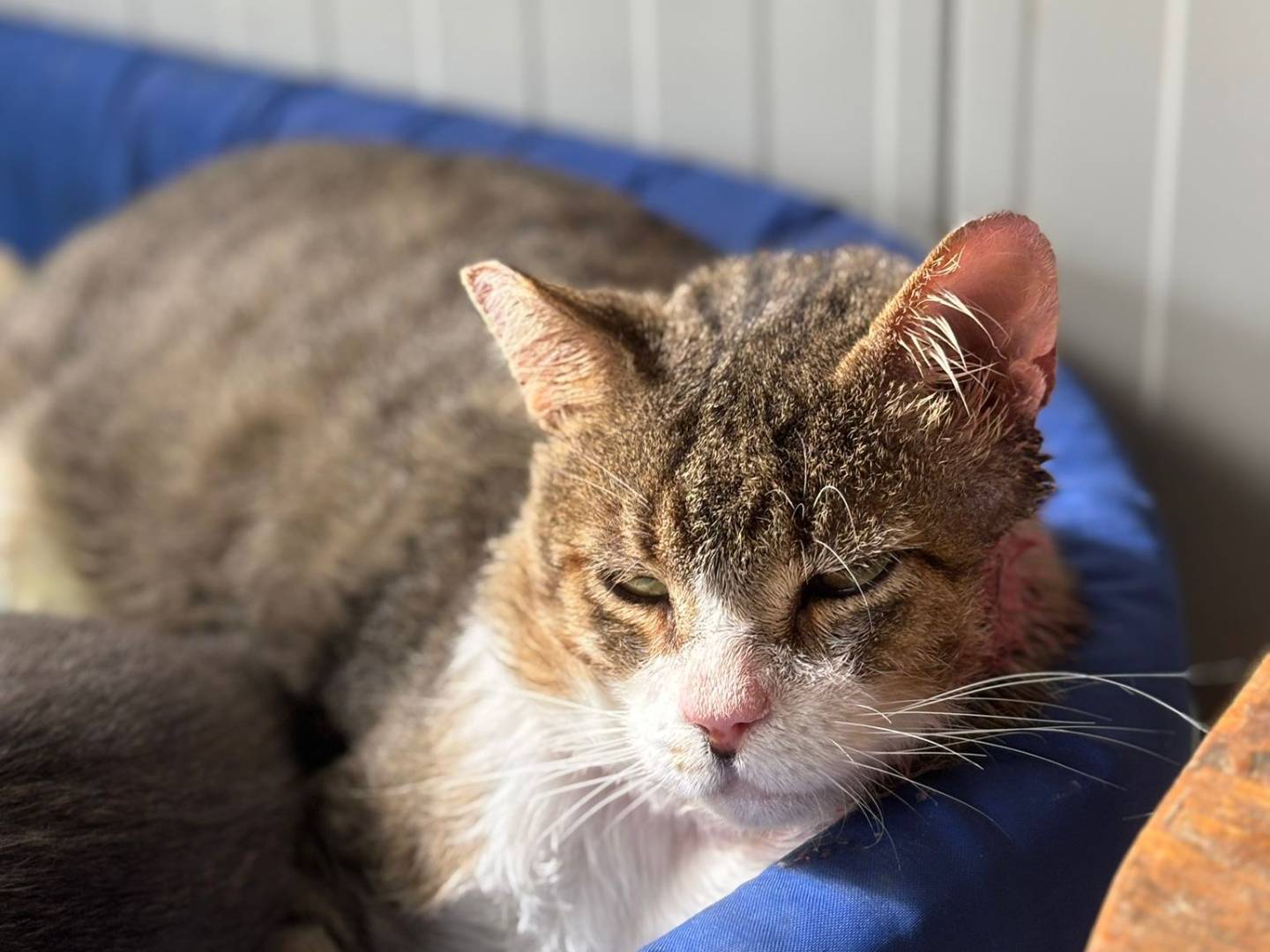 Adotta un gatto, maschio, 5 anni e 9 mesi, Pisa