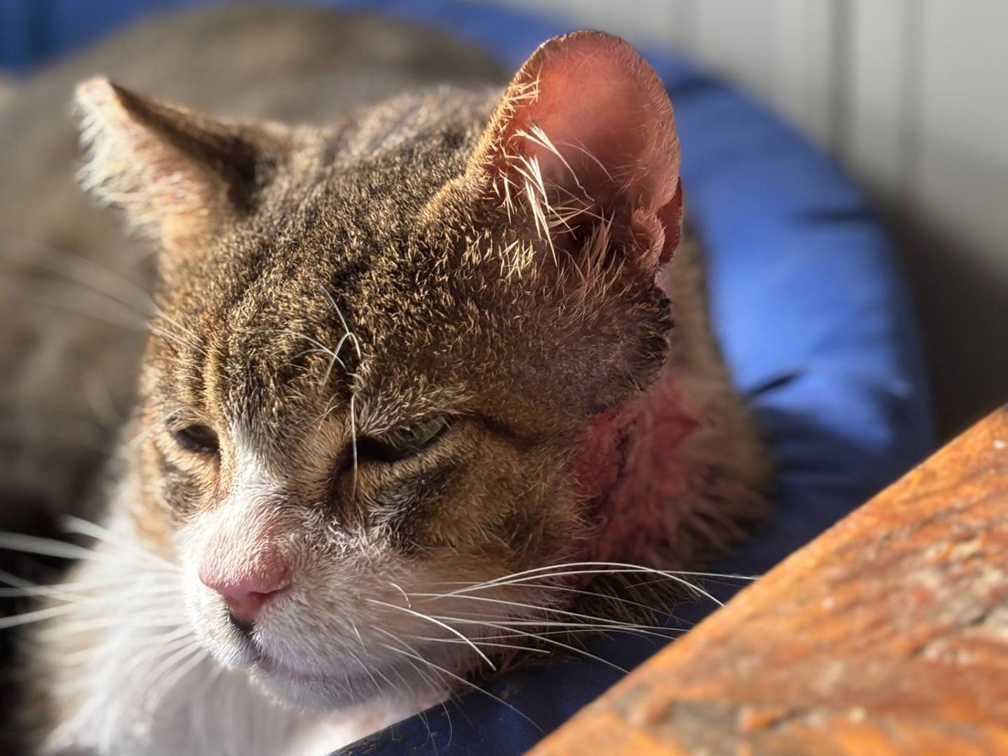 Adotta un gatto, taglia non valida, maschio, Pisa
