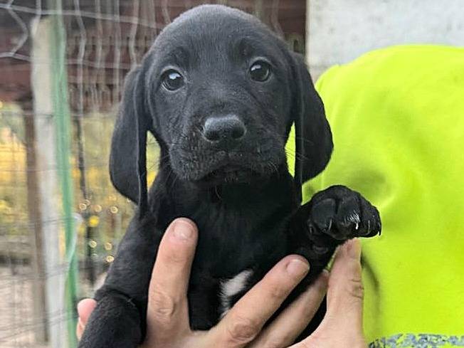 Adozione cane, maschio, Razza sconosciuta Razza sconosciuta, 2 mesi, taglia media, Teramo